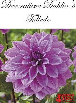 Dahlia Tolledo
