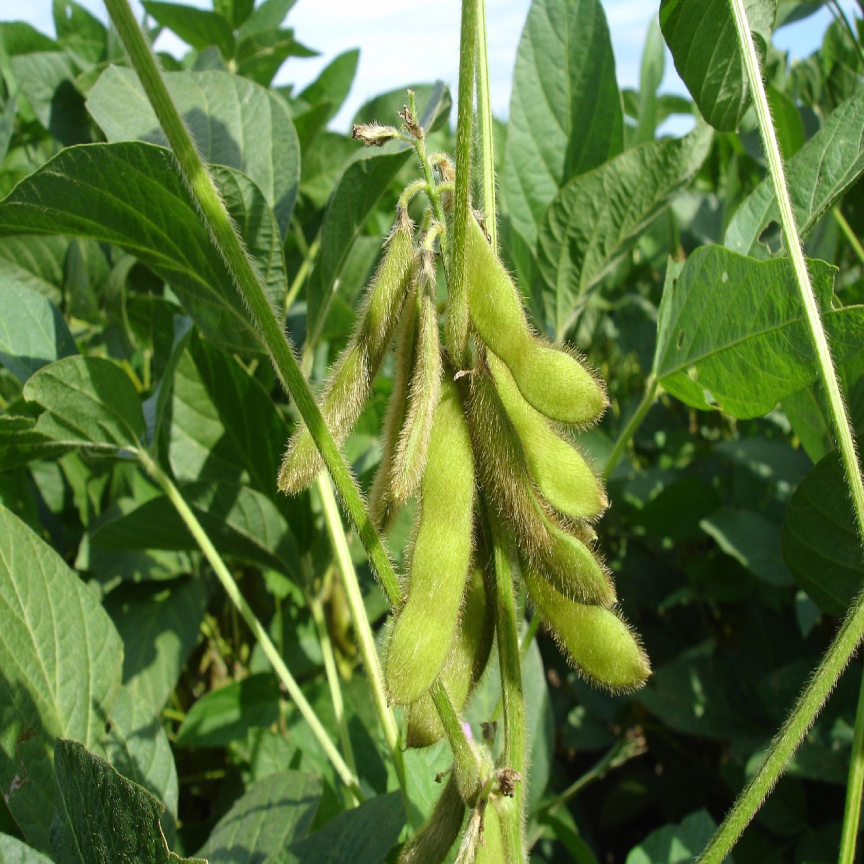 Sojaböna 'Giallo'