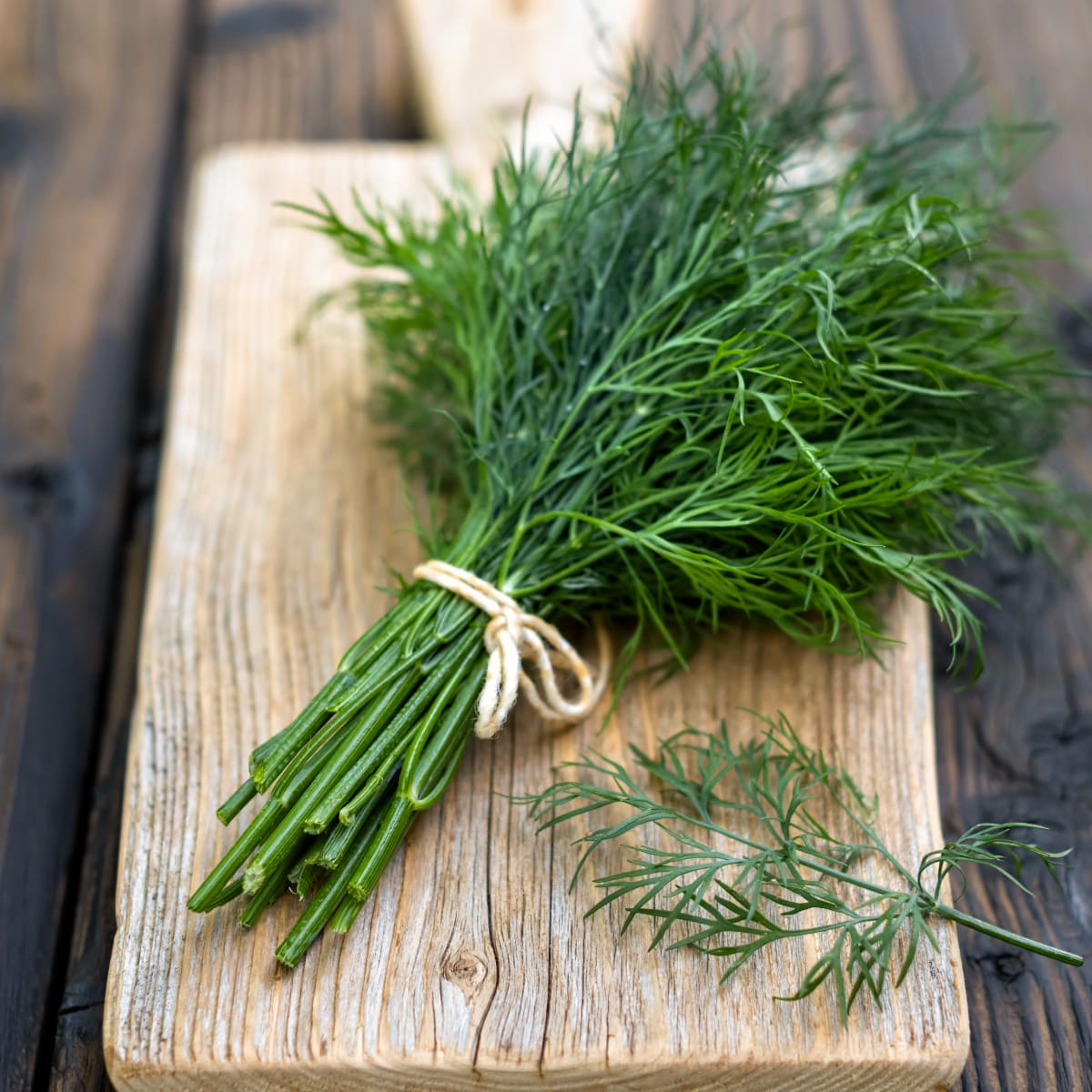 Dill 'Bouquet'