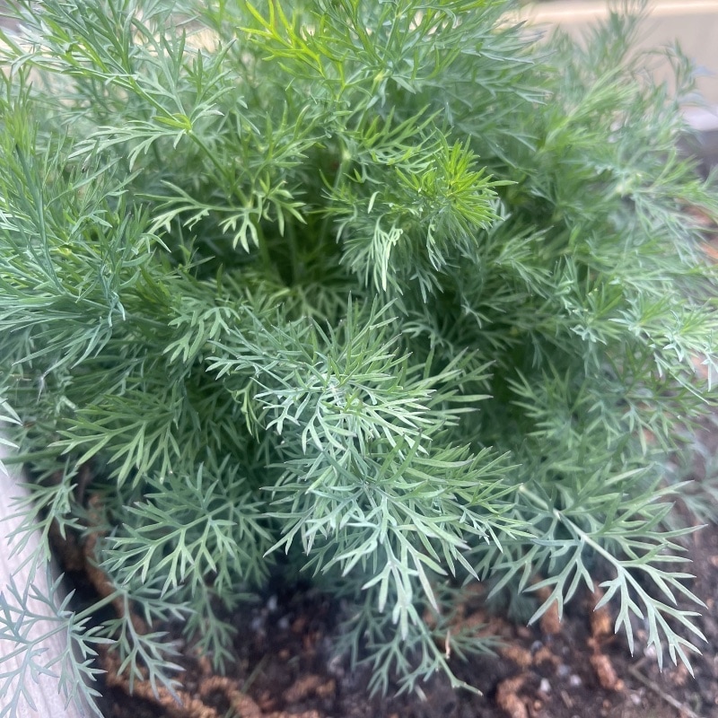 Dill 'Bouquet'