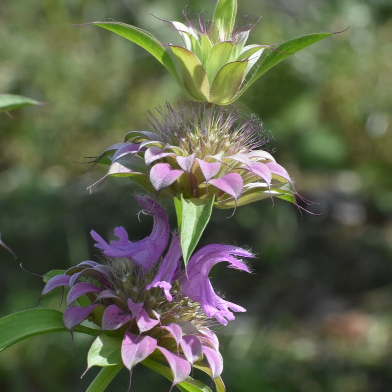 Citronbergamot 