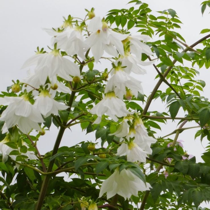 Dahlia Enkel  Imperialis White - 3