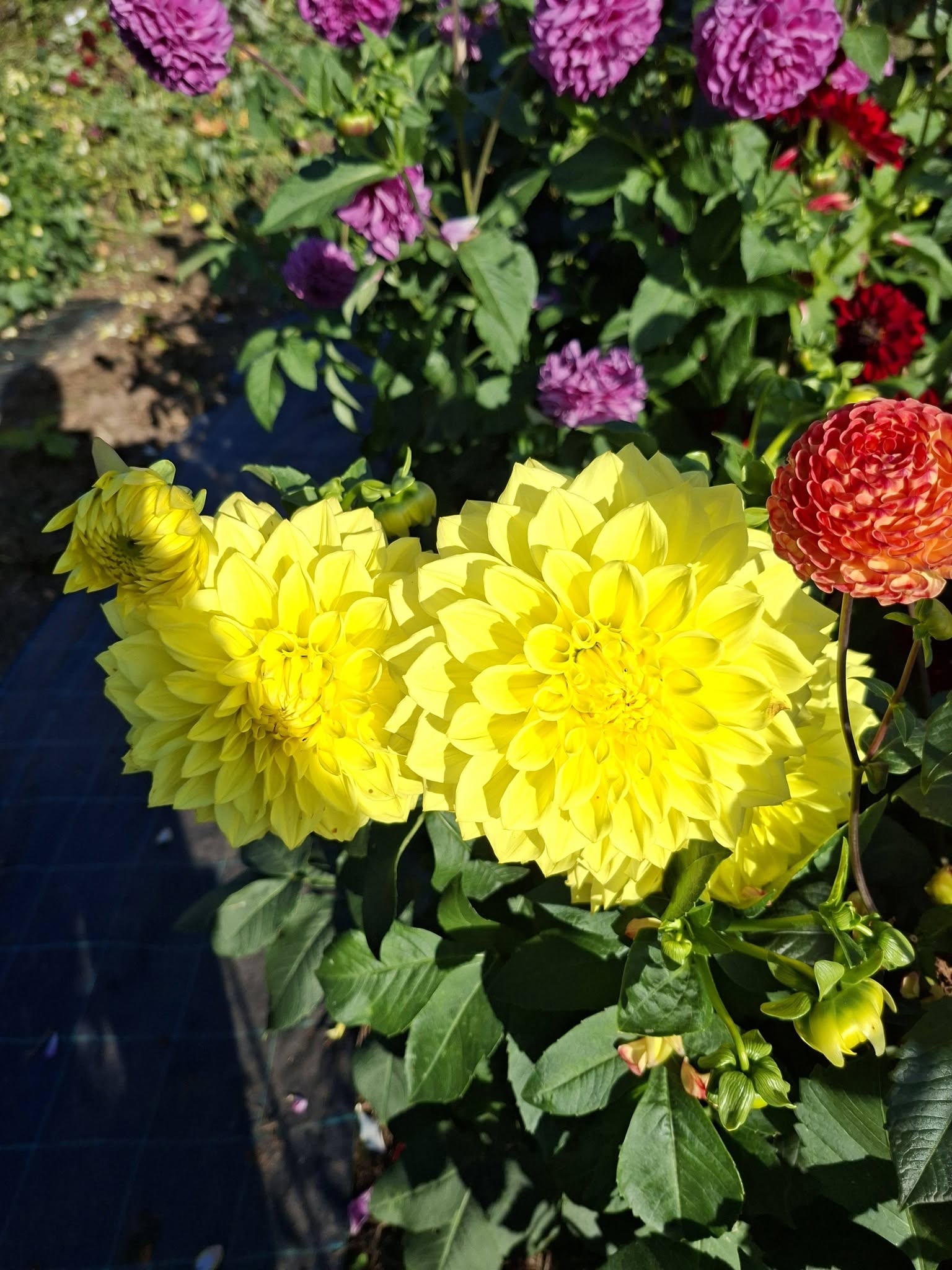Dahlia Geerlings Moonlight - 3