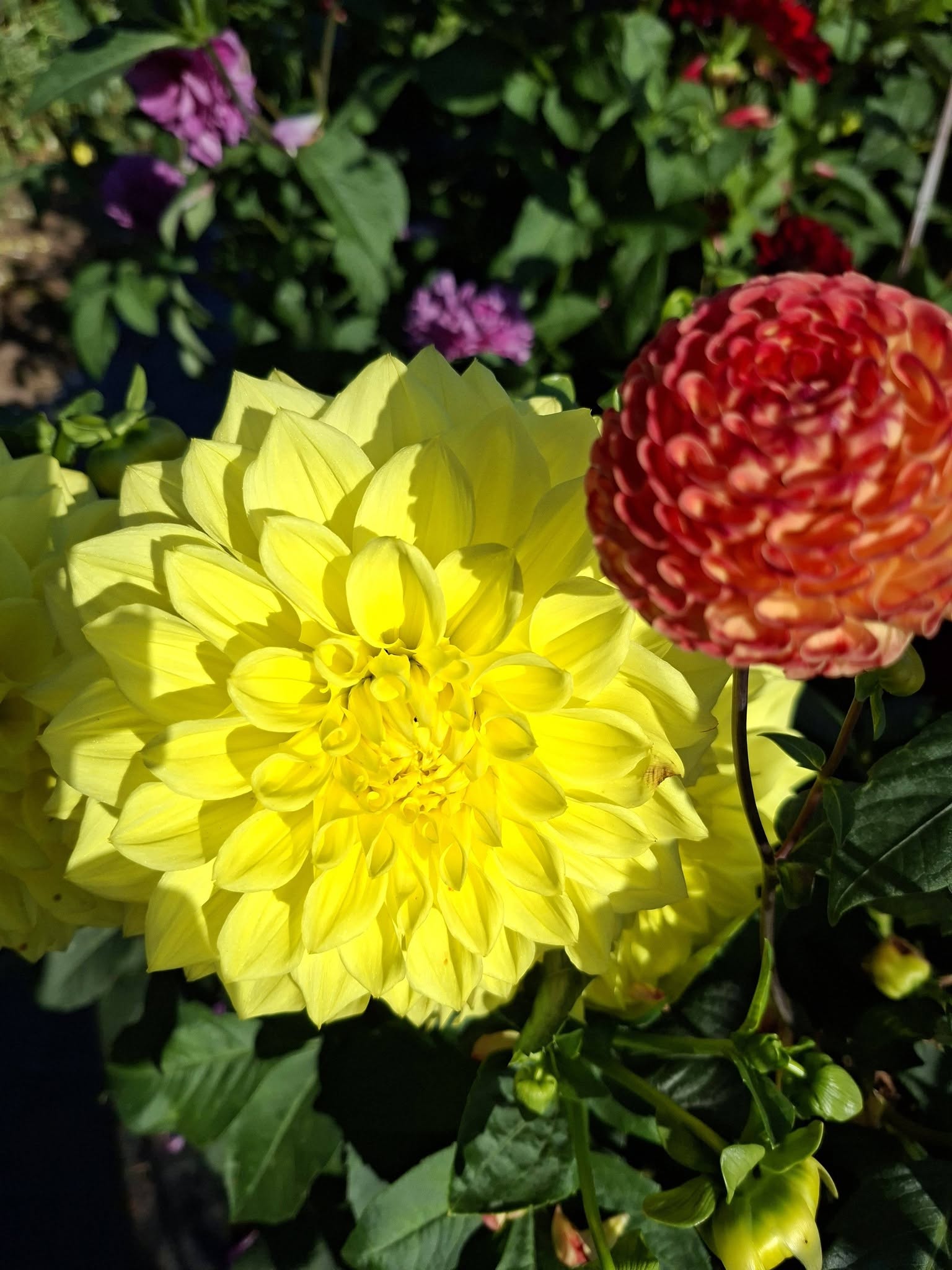 Dahlia Geerlings Moonlight - 2