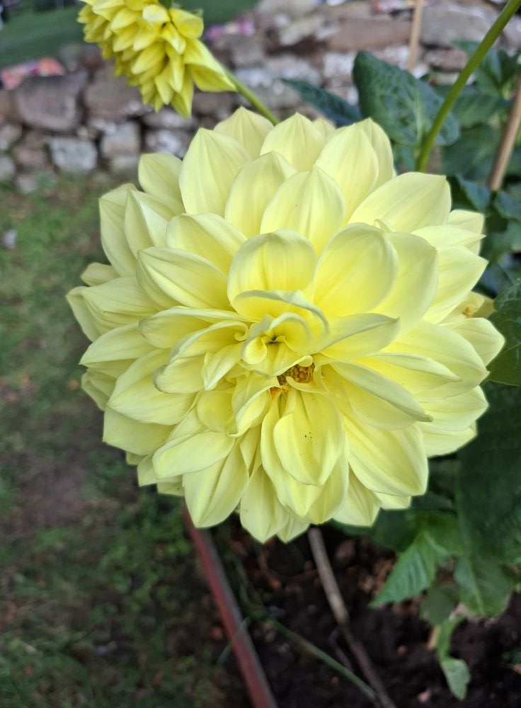 Dahlia Geerlings Moonlight chickenlegs