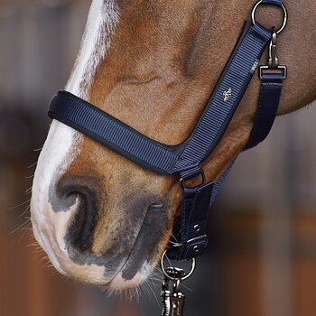 HV POLO   Grimma Essential Navy