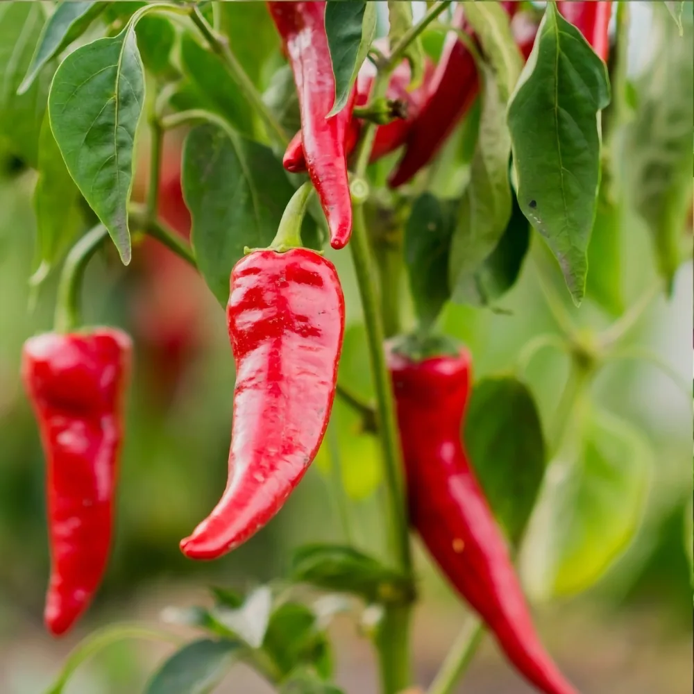 Chili 'Anaheim'