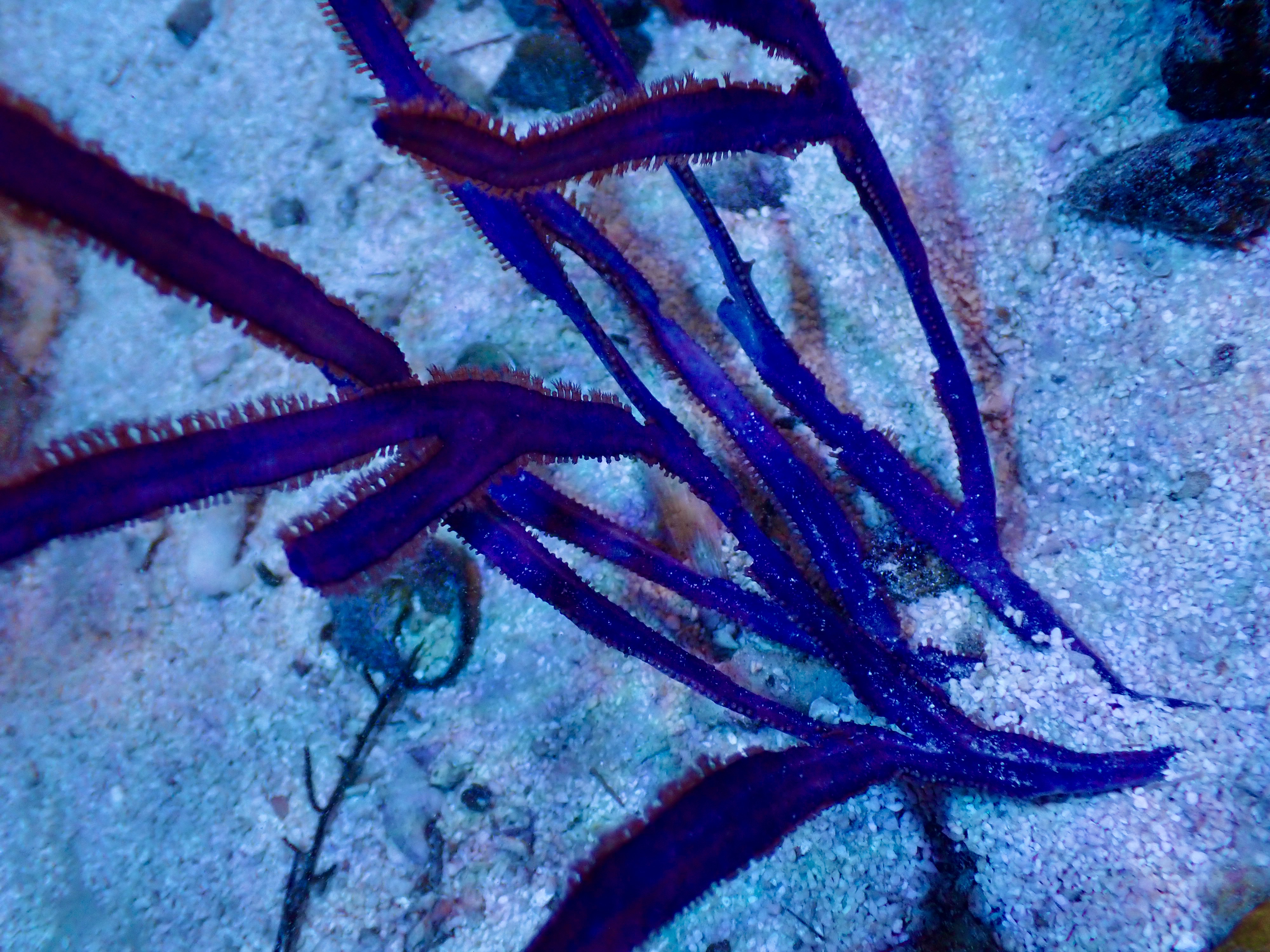 Pterogorgia Guadalupensis - 2