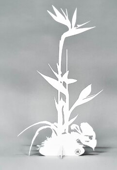 Papegojblomma, Vit -Älskaplåt 