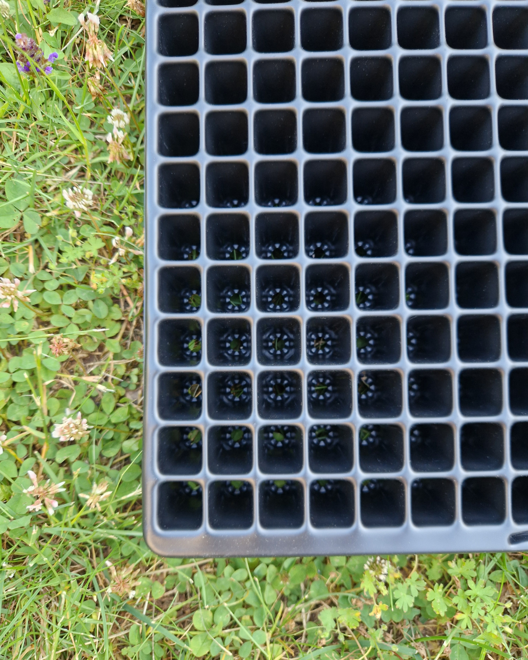 Pluggbrätte - 360 celler - Quickpot - Danish - 3