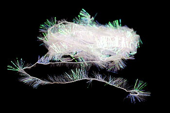 Palmer Chenille - Small