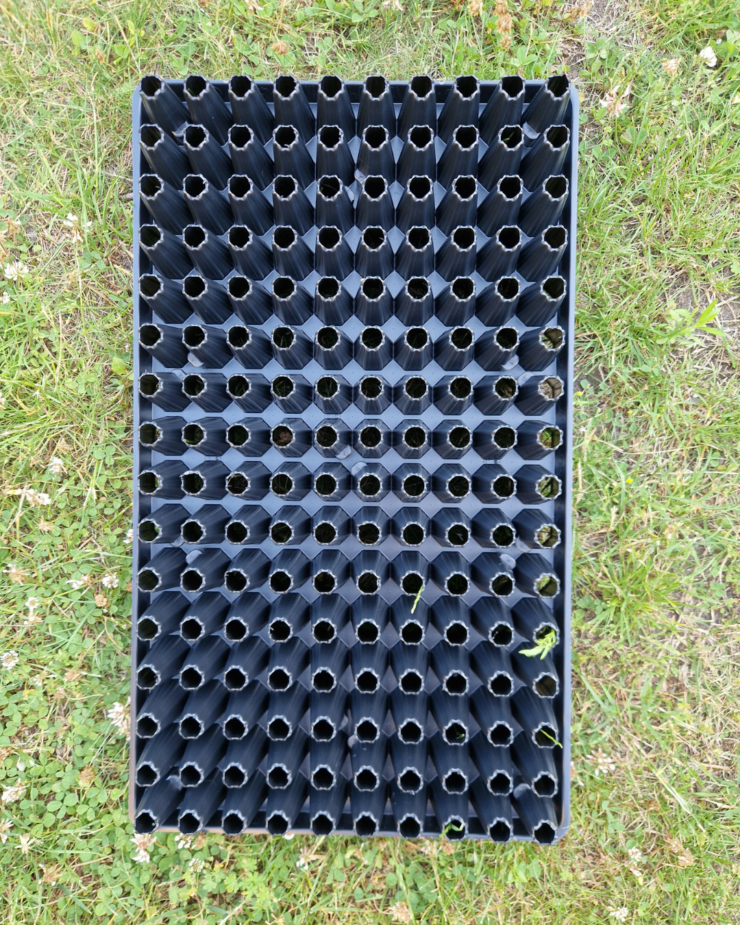 Pluggbrätte - 160 celler - Quickpot - Danish - 4