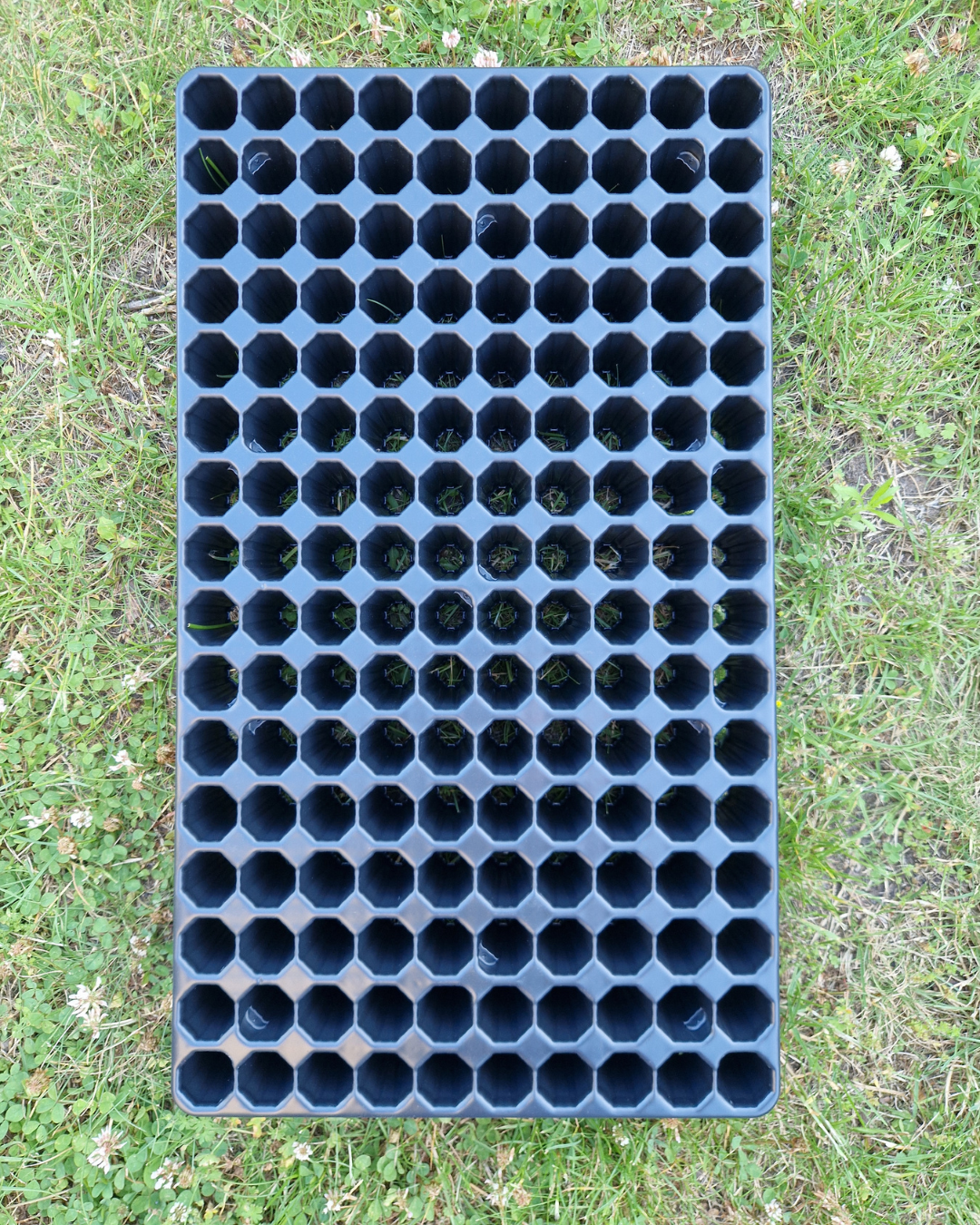 Pluggbrätte - 160 celler - Quickpot - Danish