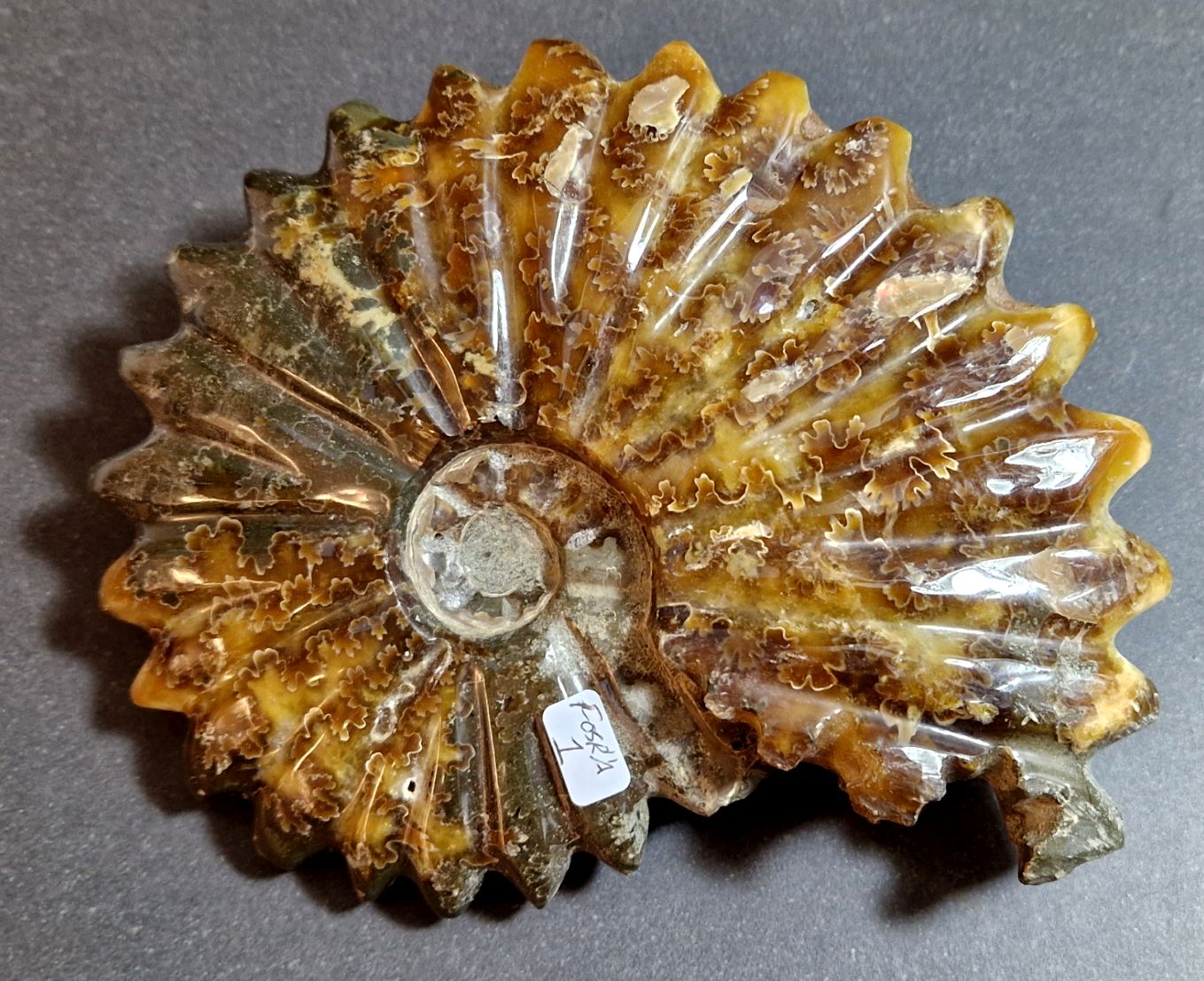 Fossil Ribbad Ammonit - Helpolerad - FOSRÄ1