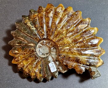 Fossil Ribbad Ammonit - Helpolerad - FOSRÄ1