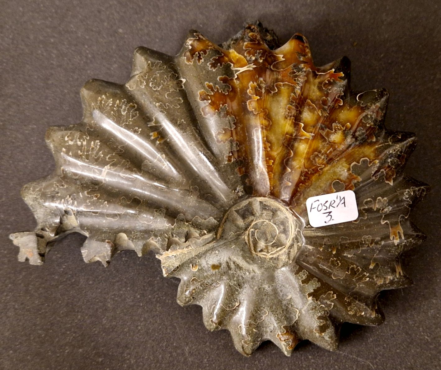 Fossil Ribbad Ammonit - Helpolerad - FOSRÄ3