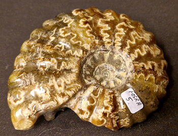 Fossil Ribbad Ammonit - Helpolerad - FOSRÄ5