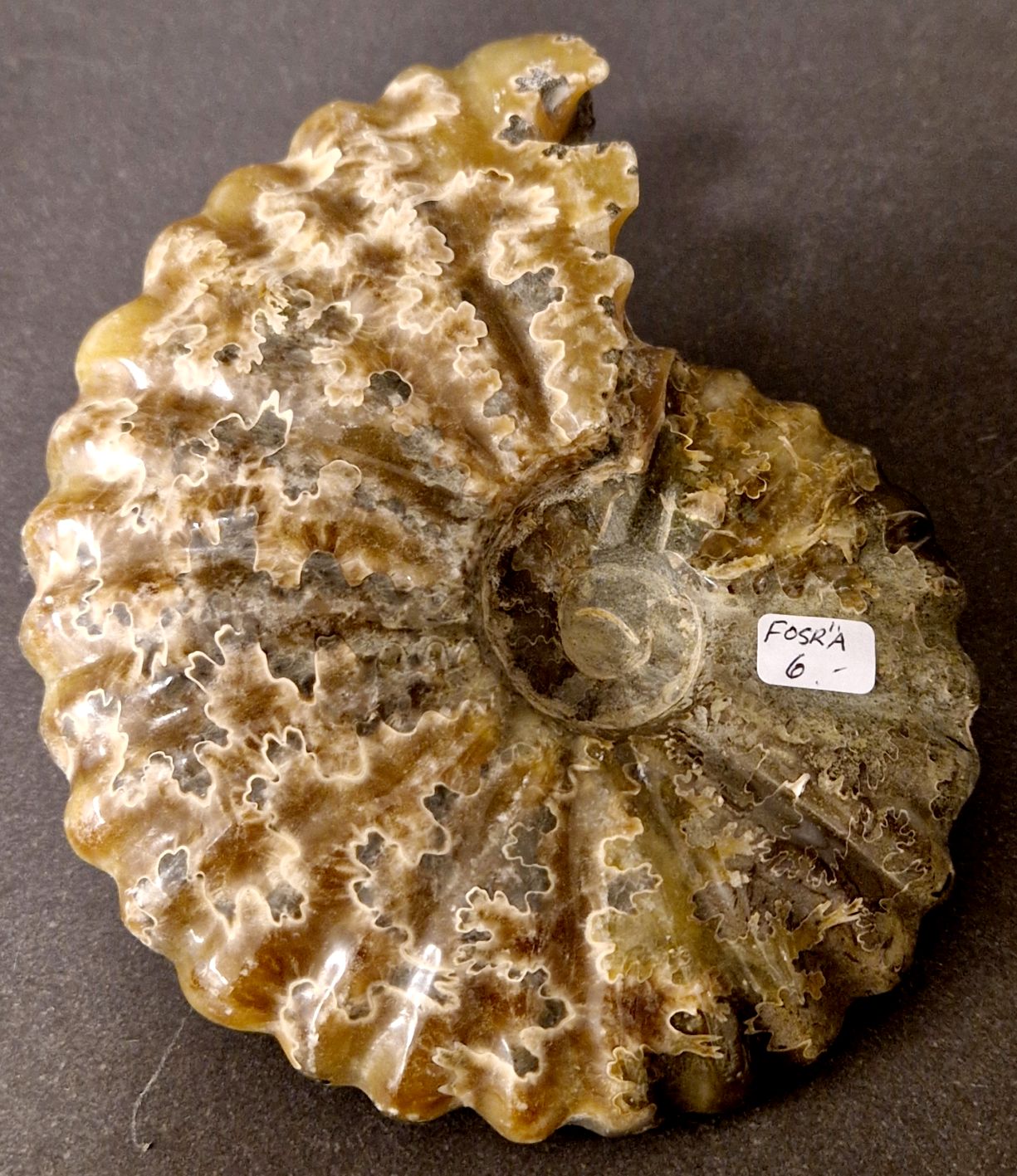 Fossil Ribbad Ammonit - Helpolerad - FOSRÄ6
