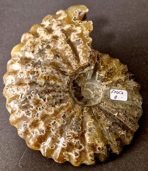 Fossil Ribbad Ammonit - Helpolerad - FOSRÄ6