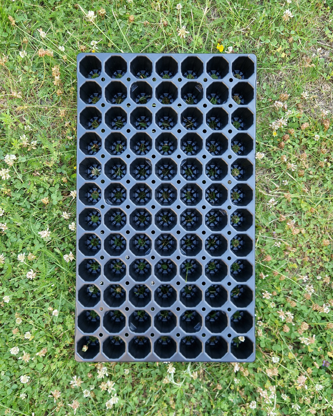 Pluggbrätte - 84 celler - Quickpot - Danish
