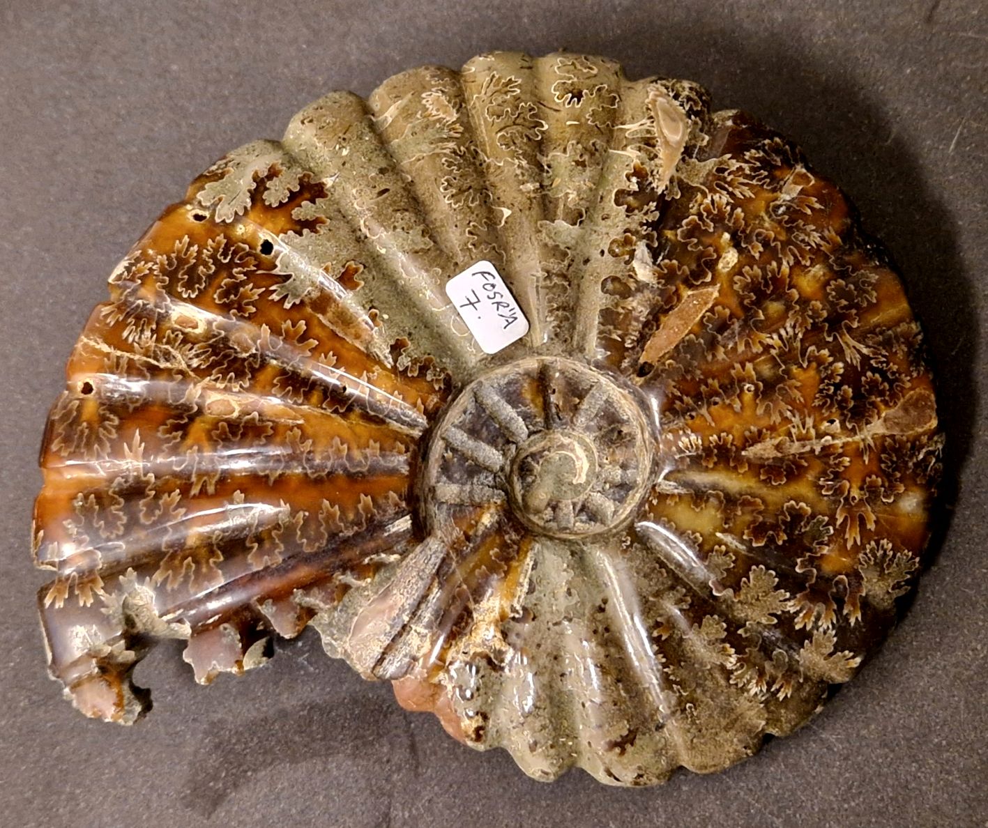 Fossil Ribbad Ammonit - Helpolerad - FOSRÄ7