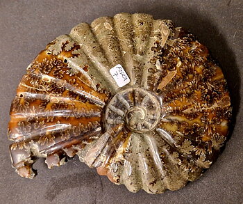 Fossil Ribbad Ammonit - Helpolerad - FOSRÄ7