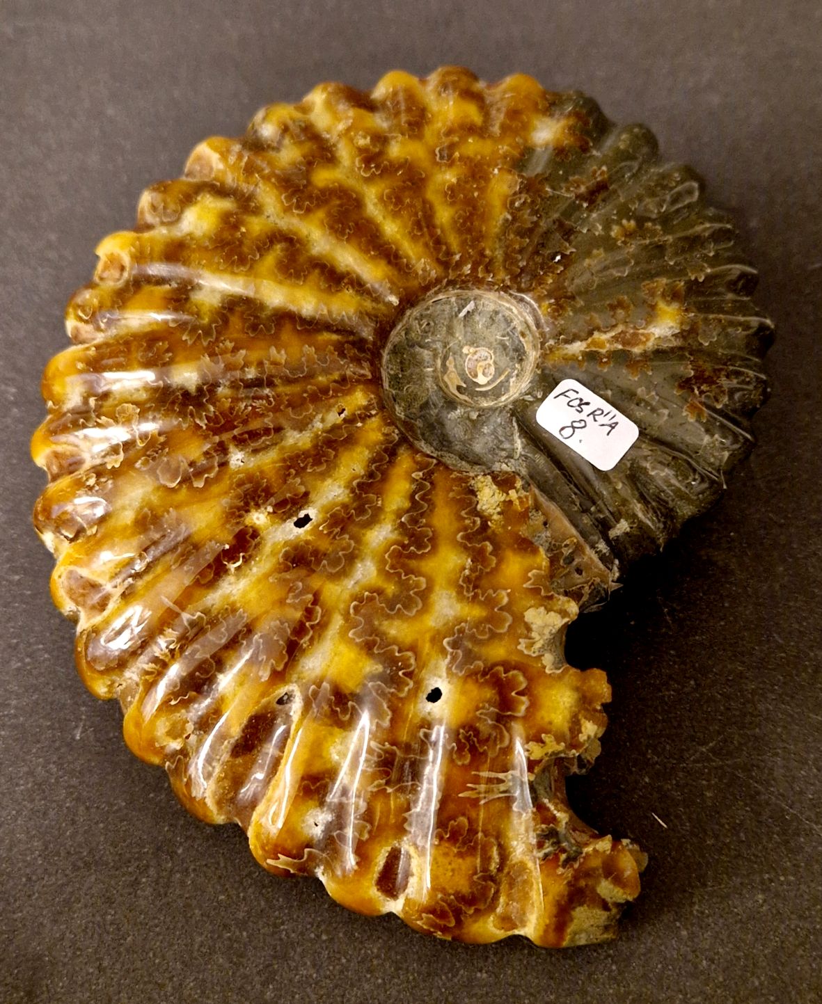 Fossil Ribbad Ammonit - Helpolerad - FOSRÄ8