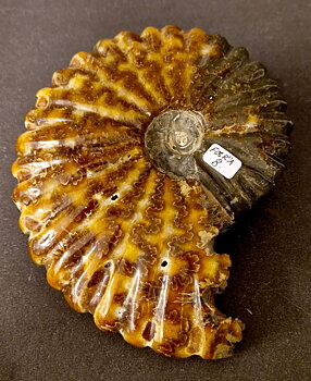 Fossil Ribbad Ammonit - Helpolerad - FOSRÄ8