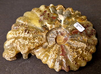 Fossil Ribbad Ammonit - Helpolerad - FOSRÄ9