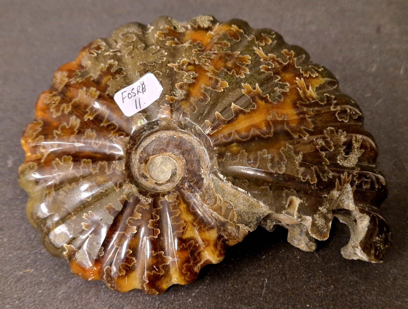 Fossil Ribbad Ammonit - Helpolerad - FOSRÄ11