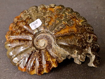Fossil Ribbad Ammonit - Helpolerad - FOSRÄ11