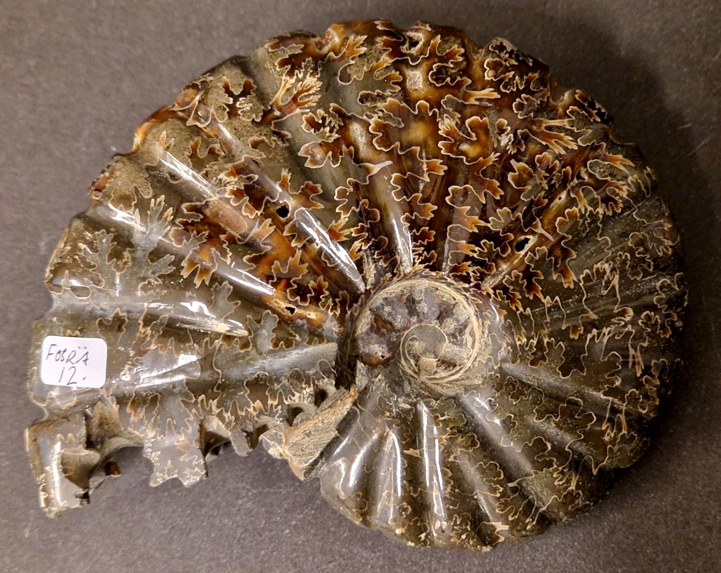 Fossil Ribbad Ammonit - Helpolerad - FOSRÄ12