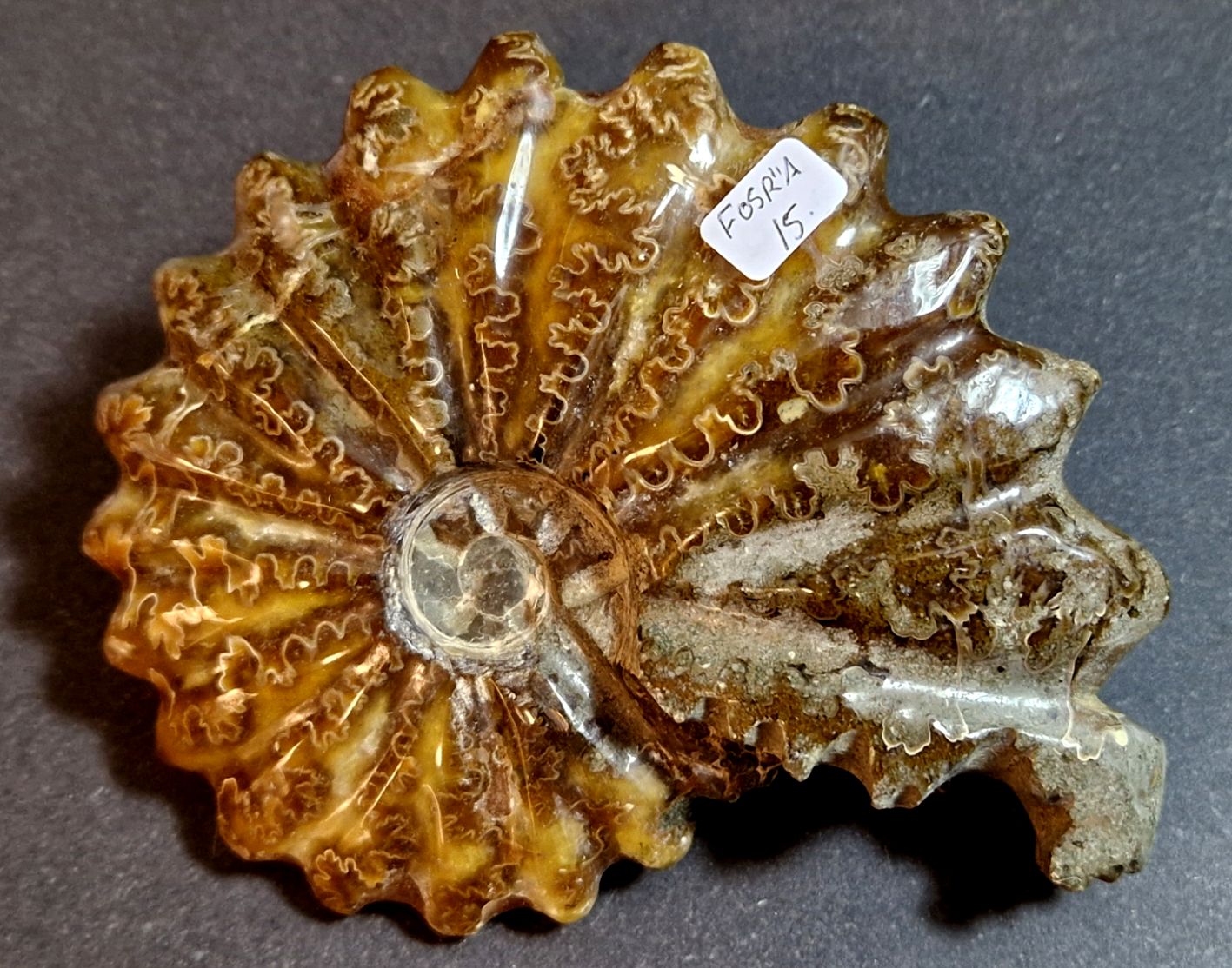 Fossil Ribbad Ammonit - Helpolerad - FOSRÄ15