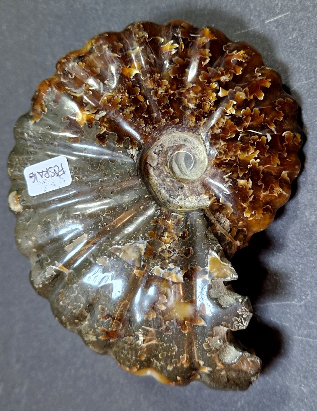 Fossil Ribbad Ammonit - Helpolerad - FOSRÄ16