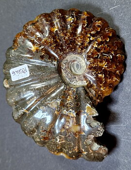 Fossil Ribbad Ammonit - Helpolerad - FOSRÄ16