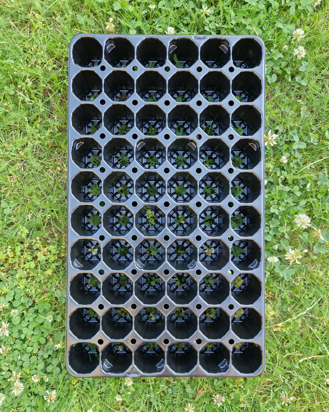 Pluggbrätte - 60 celler - Quickpot - 5