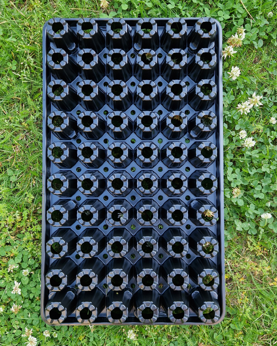 Pluggbrätte - 60 celler - Quickpot - 4
