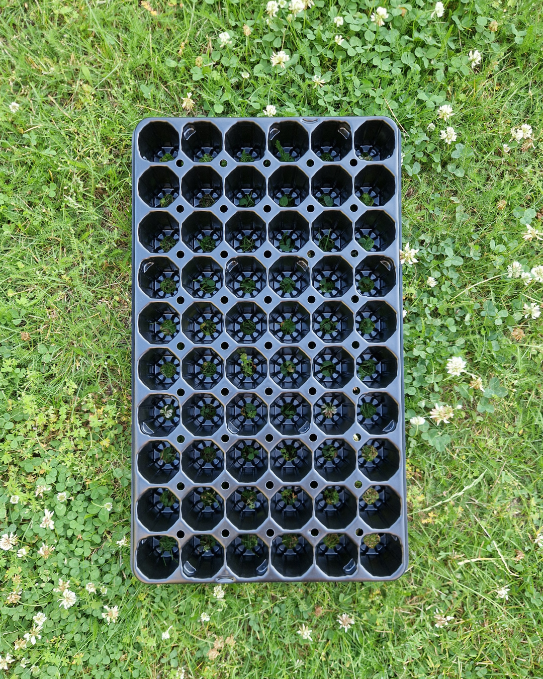 Pluggbrätte - 60 celler - Quickpot