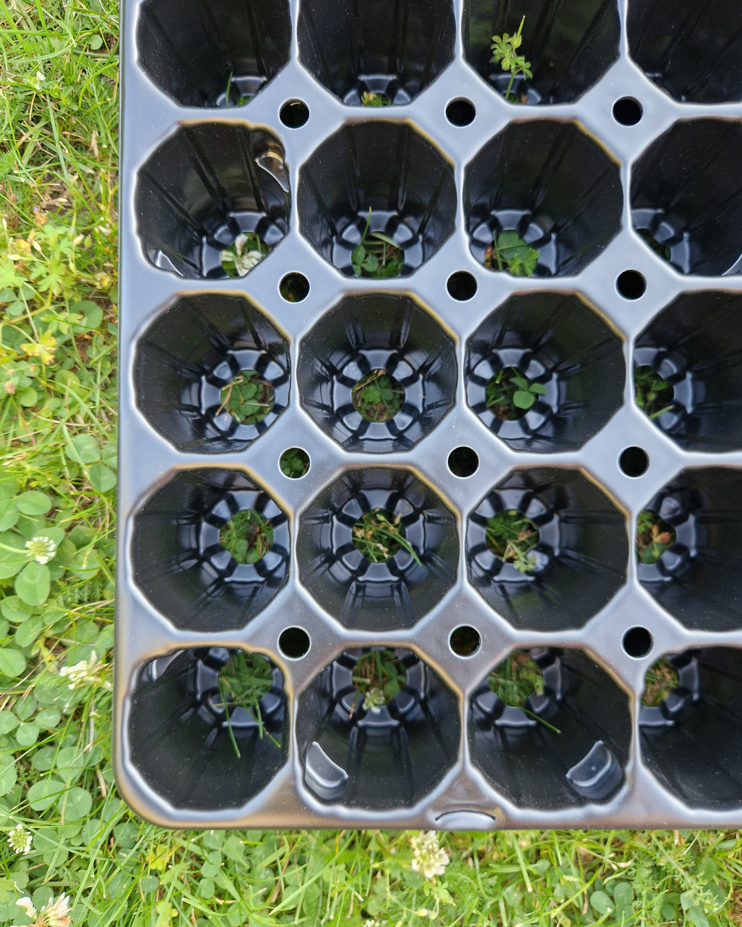 Pluggbrätte - 60 celler - Quickpot