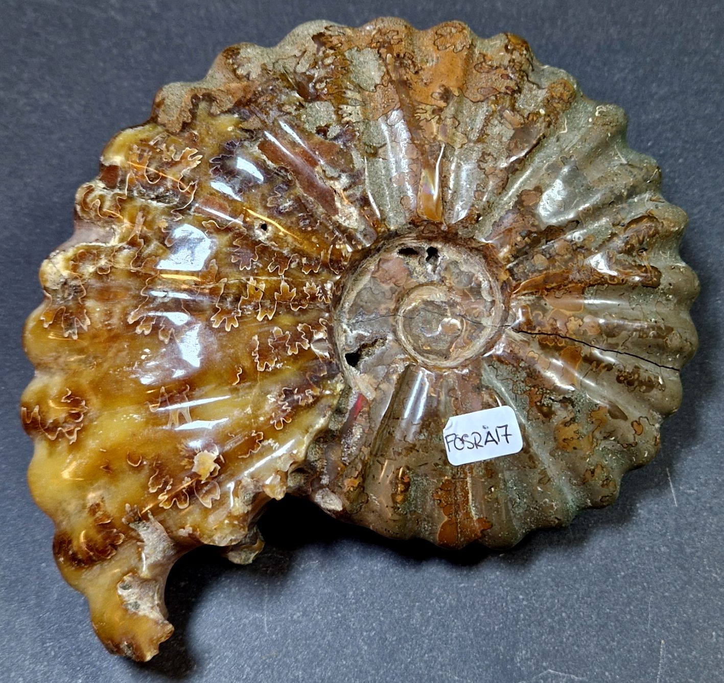 Fossil Ribbad Ammonit - Helpolerad - FOSRÄ17