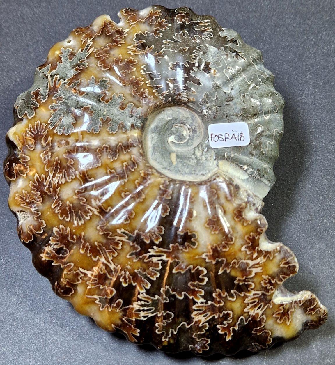 Fossil Ribbad Ammonit - Helpolerad - FOSRÄ18