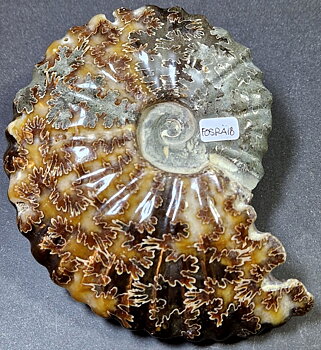 Fossil Ribbad Ammonit - Helpolerad - FOSRÄ18