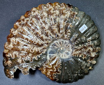 Fossil Ribbad Ammonit - Helpolerad - FOSRÄ19