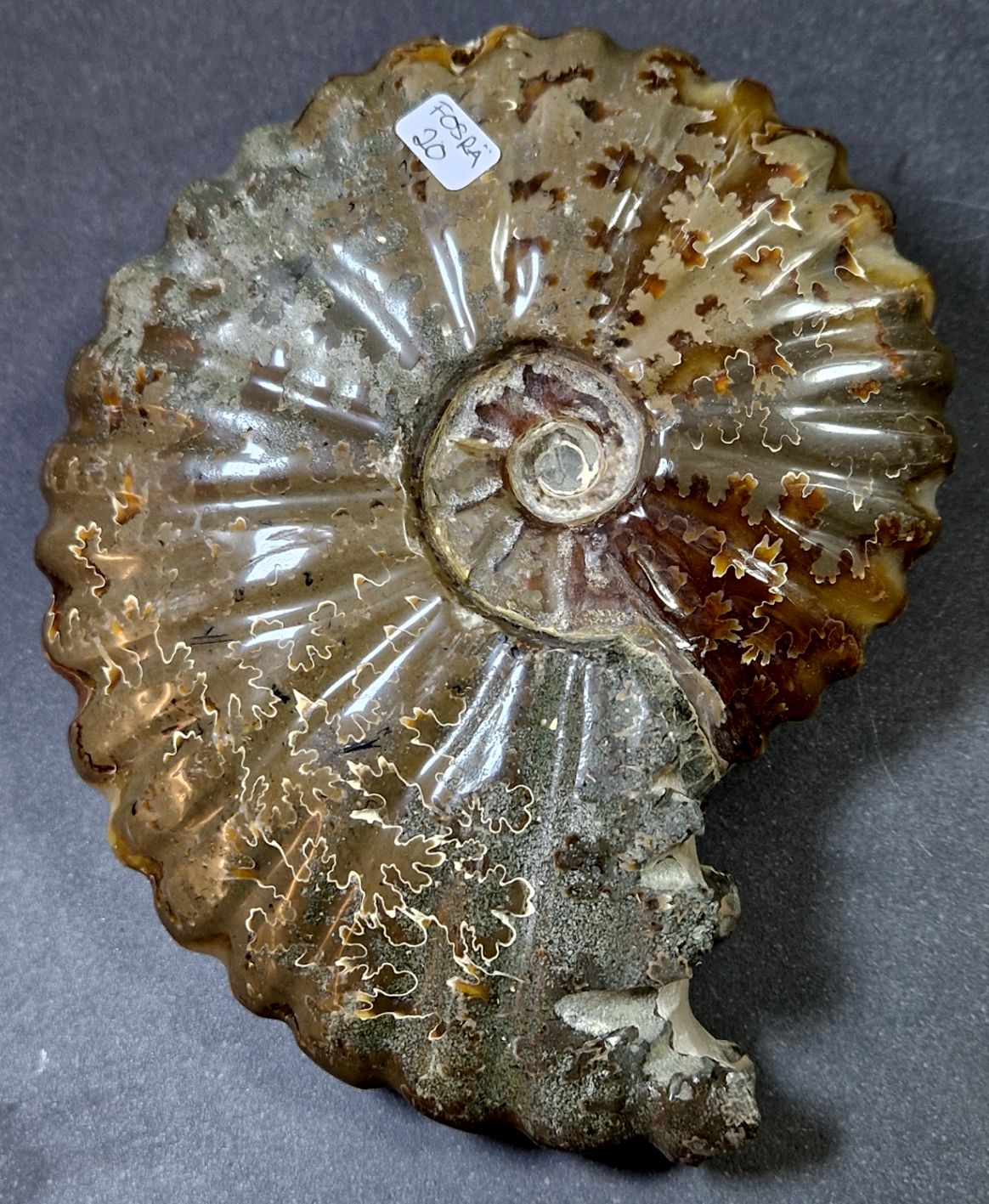 Fossil Ribbad Ammonit - Helpolerad - FOSRÄ20
