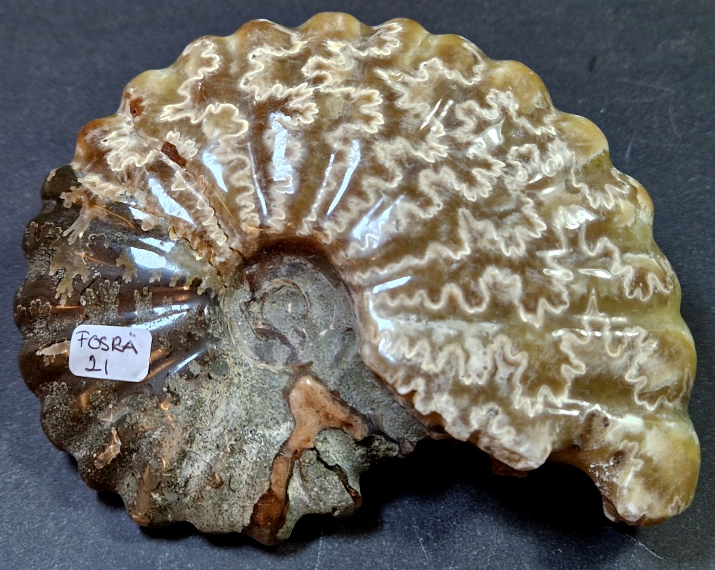 Fossil Ribbad Ammonit - Helpolerad - FOSRÄ21