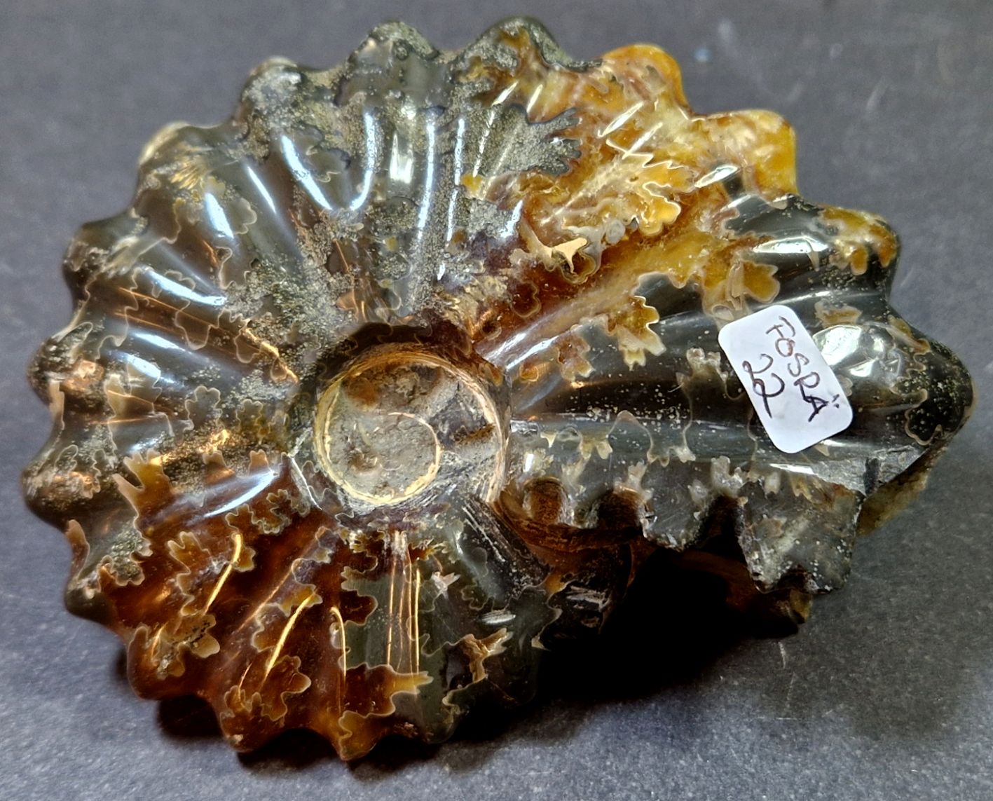 Fossil Ribbad Ammonit - Helpolerad - FOSRÄ22