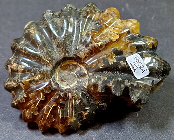 Fossil Ribbad Ammonit - Helpolerad - FOSRÄ22