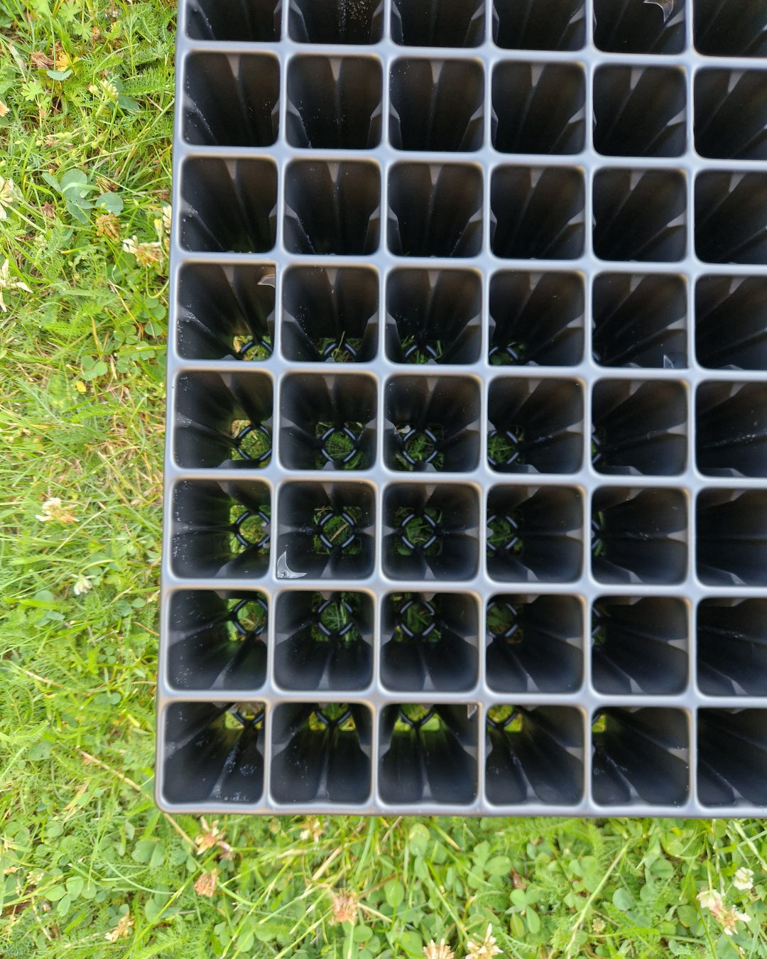 Pluggbrätte - 96 celler - Quickpot - Standard
