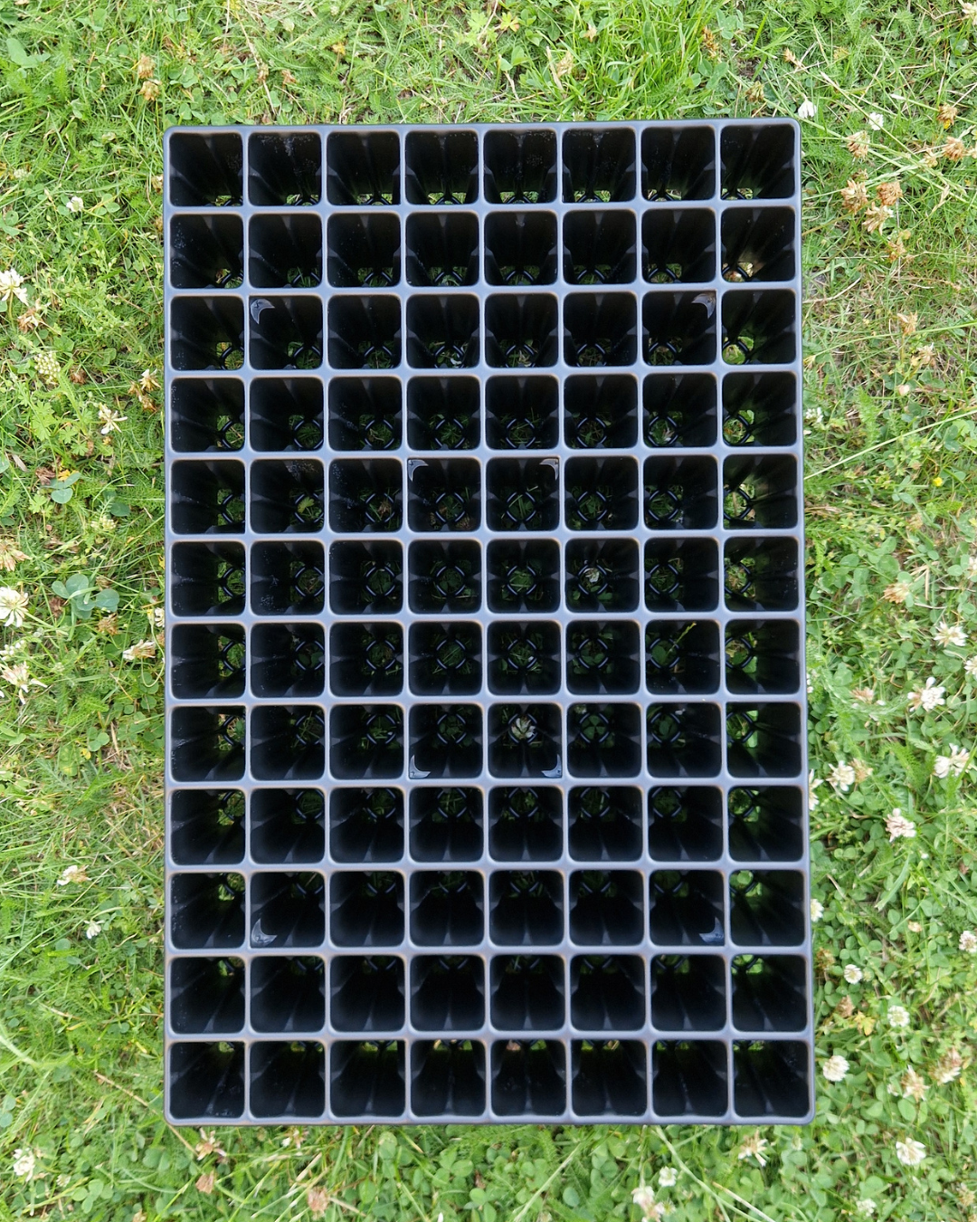 Pluggbrätte - 96 celler - Quickpot - Standard