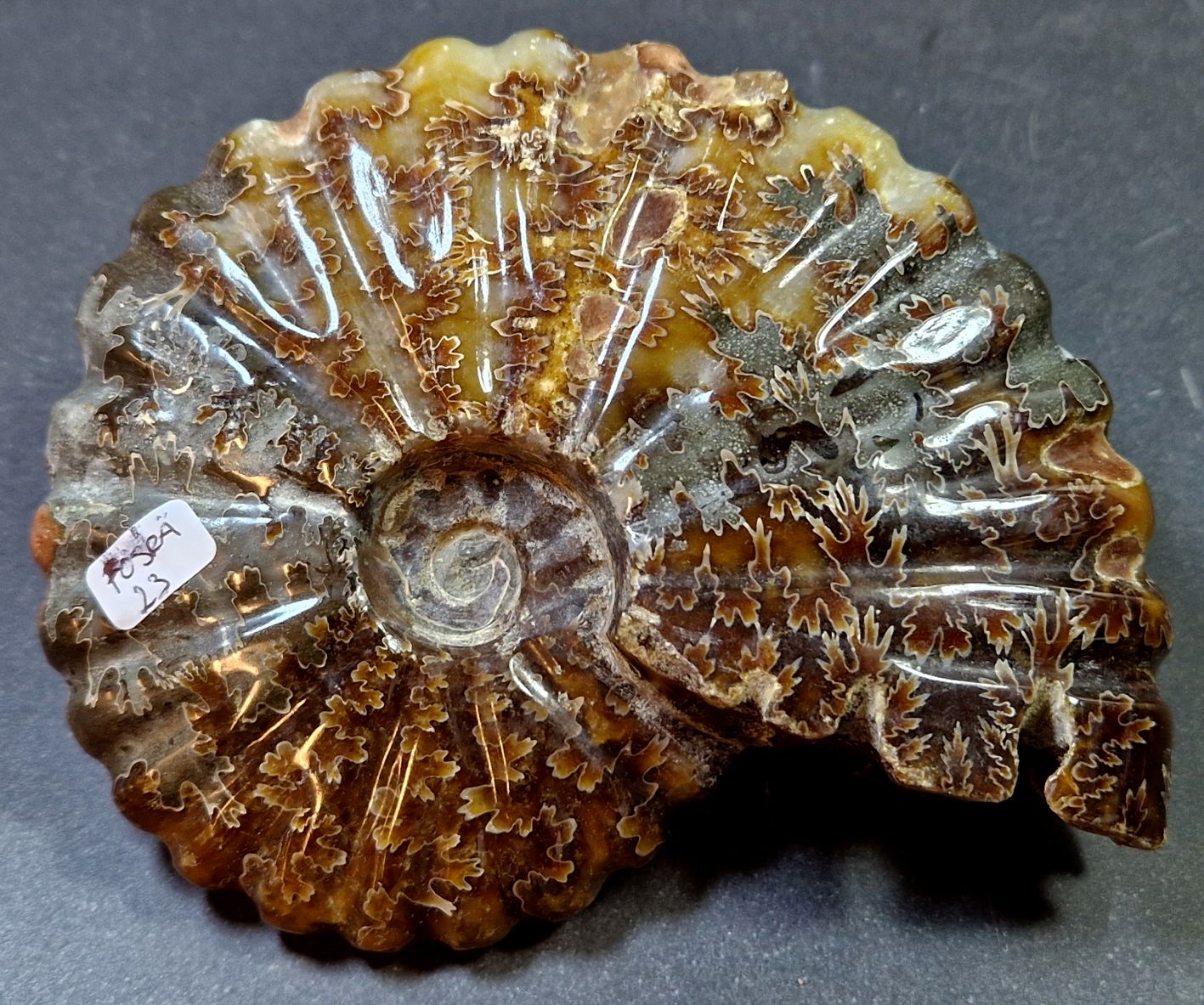 Fossil Ribbad Ammonit - Helpolerad - FOSRÄ23